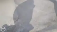 கண்டெய்னர் கப்பல் விற்பனைக்கு