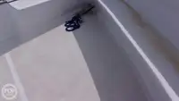 டைவ் ஆதரவு விற்பனைக்கு