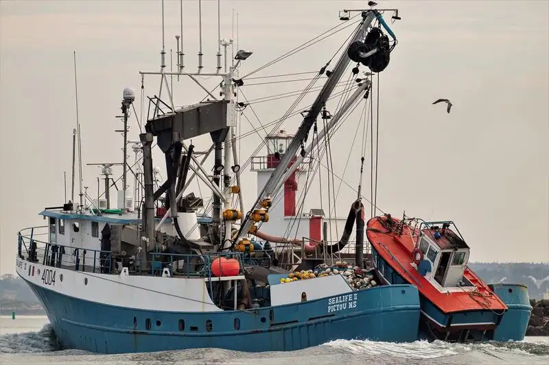 சீனர் விற்பனைக்கு