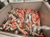 மீன்பிடி இழுவை படகு விற்பனைக்கு