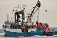 சீனர் விற்பனைக்கு